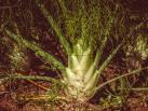 Fenchel