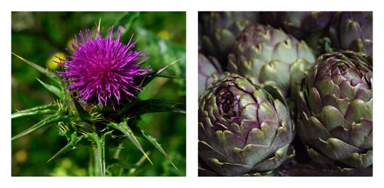Mariendistel-Artischocke
