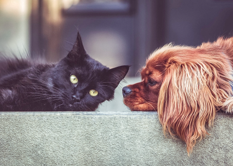 Hund und Katze