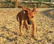 Kleintier Versicherung 3