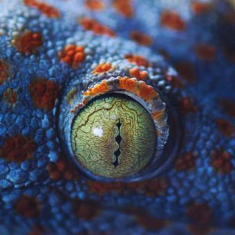 Reptilienauge