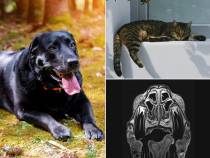 Wie schwitzen die Tiere