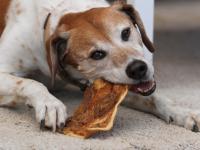 Knochenfütterung, Vetcare