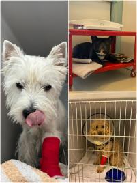 Tierarztpraxis Dr. Fenina & Burwieck