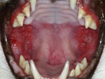 Die feline Gingivo-Stomatits 