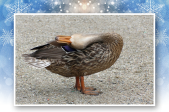 Ente