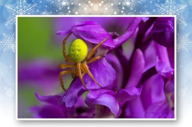 Spinne
