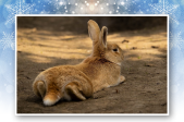 Hase