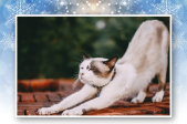Katze