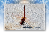 Libelle
