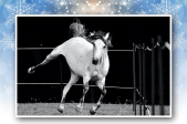 Pferd